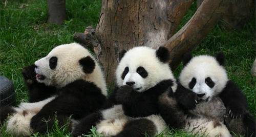 1-Day Leisure Tour: Sanxingdui + Giant Panda Base