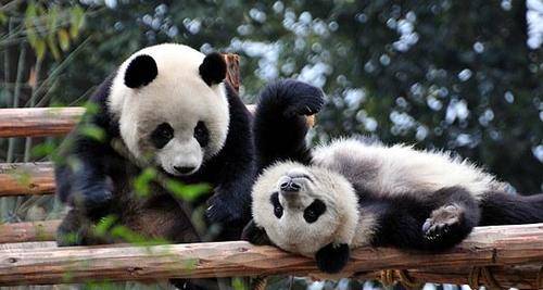 1-Day Leisure Tour: Panda Base + Dujiangyan (Pure Experience)